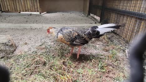 pheasant in a zoo cage