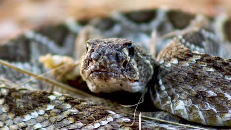 Primer-Plano-De-La-Serpiente-De-Cascabel-De-Diamondback-Occidental-De-La-Cara