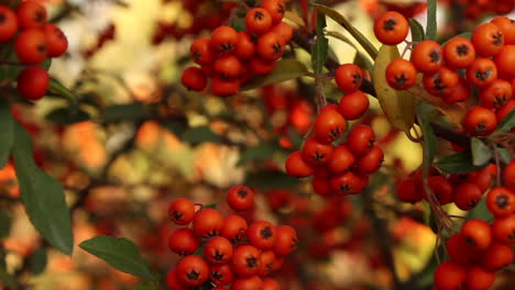 close up view of red berries on plant in garden