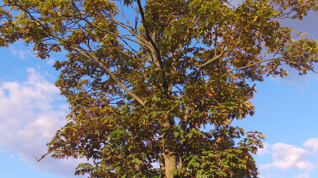 Aerial orbit around a lone tree crown set against a vibrant blue sky with puffy clouds. Peaceful natural scene ideal for themes of environment, seasons, and growth