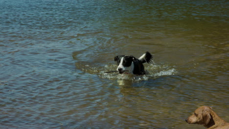 Medium:-Schwarz-weißer-Border-Collie,-Der-Einen-Stock-Aus-Einem-Fluss-Holt-Und-Dann-Das-Wasser-Abschüttelt