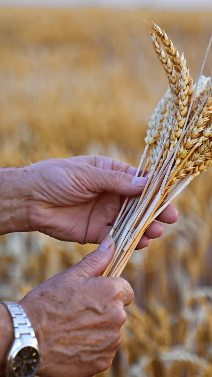 Farmer holding wheat stalks in a golden wheat field