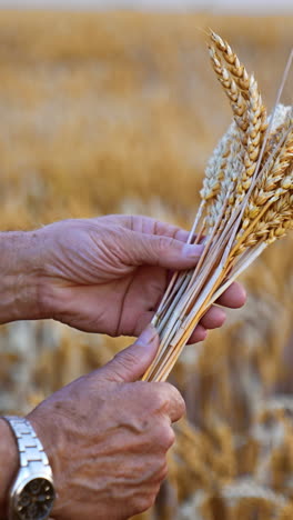 farmer holding wheat stalks in a golden wheat field