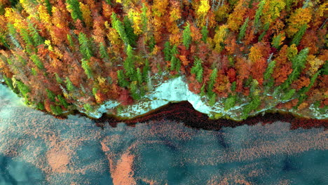 Volando-Frente-A-Coloridos-árboles-Otoñales-Junto-Al-Lago-En-La-Costa-De-Un-Lago-Austriaco---Vista-Aérea