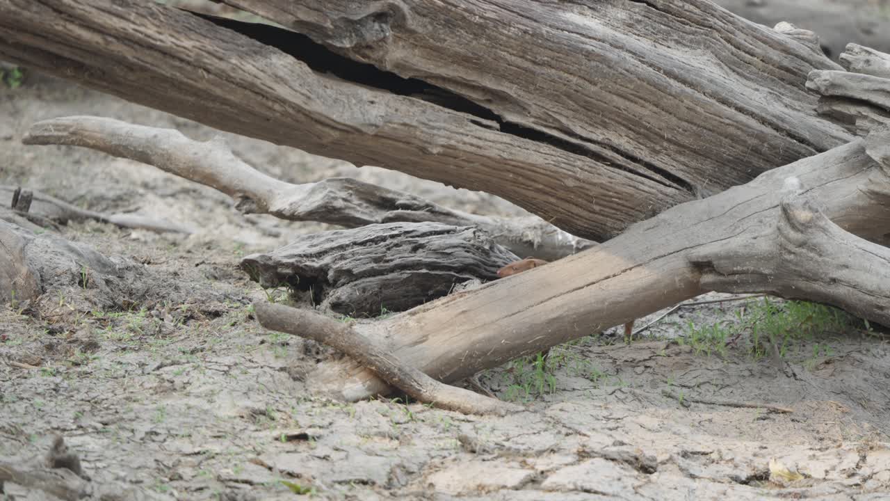 Una mangusta snella (Galerella sanguinea) sbircia cautamente da dietro un tronco d'albero caduto prima di saltarci sopra. Filmato naturalistico al rallentatore, Parco Nazionale Kruger, Sudafrica.
