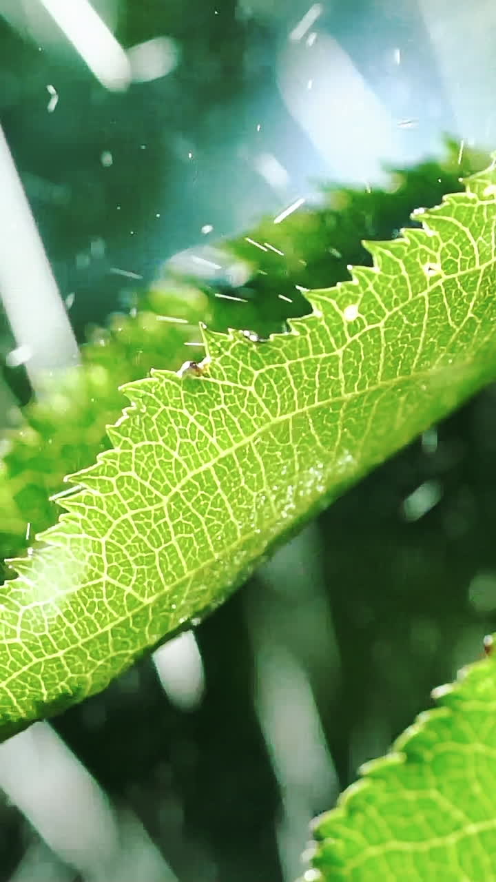 Rain Falling On Leaves. Water Drops on Leaf Surface. Slow motion. Vertical video