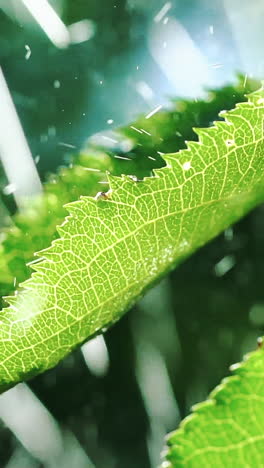 rain falling on leaves. water drops on leaf surface. slow motion. vertical video