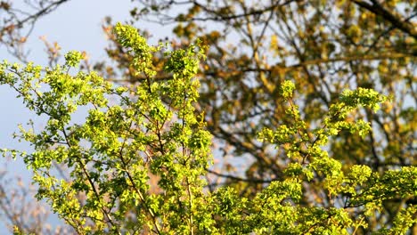 árboles,-Ramas-De-árboles-Cubiertas-De-Hiedra-Trepadora