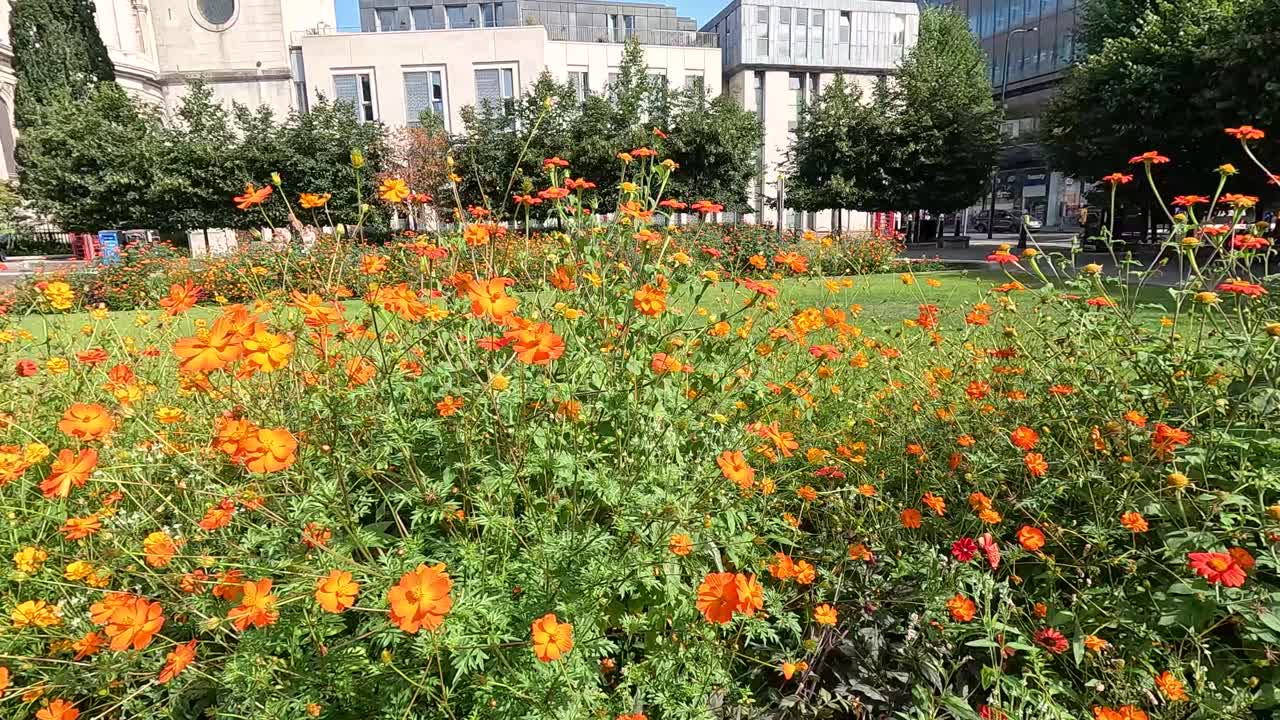 flores vibrantes en un entorno de jardín de londres