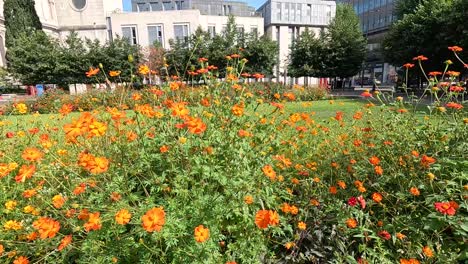 vibrant flowers in a london garden setting