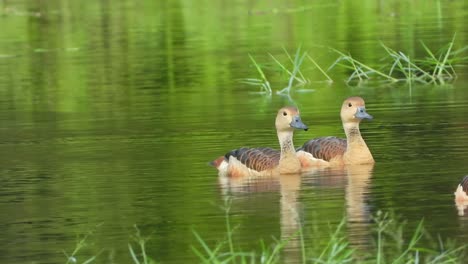 whistling duck chillinf on lake mp4 uhd 4k