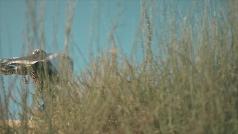 mujer gitana bailando en un día ventoso de dunas de arena del desierto