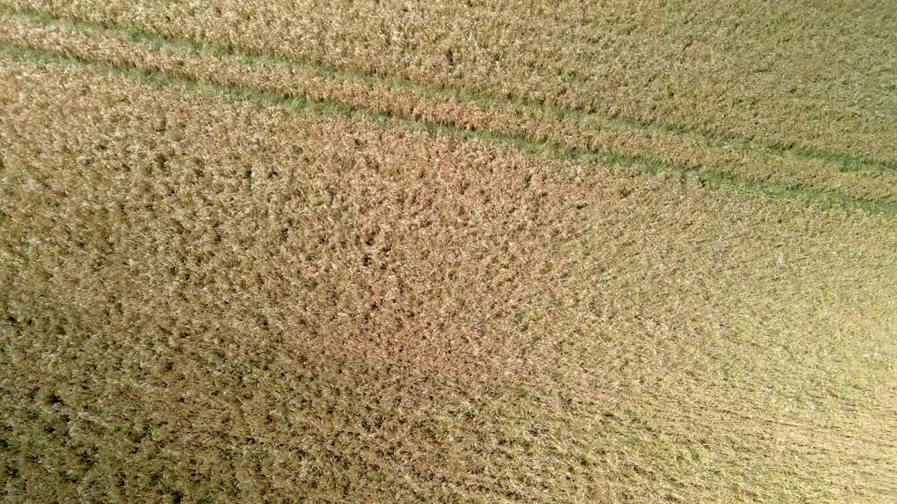 ascenso aéreo rápido que muestra campos de cultivo de trigo amarillo en tierras agrícolas