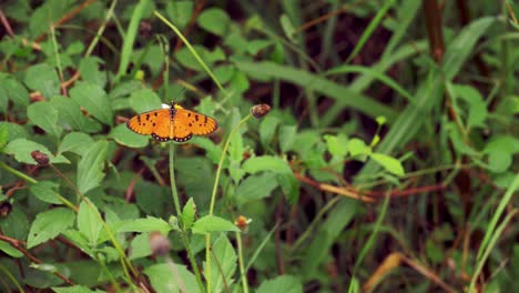 closeup of a butterfly on the green leaf and small flower in nature wide