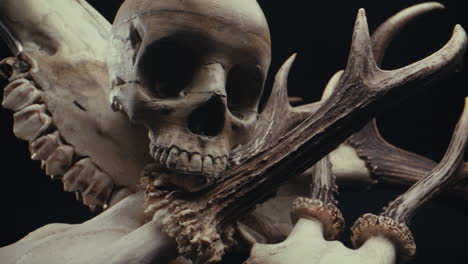 skull and antlers still life