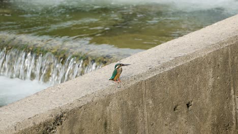 beautiful female common kingfisher forages at small waterfall sitting on concrete wall and flies away - wide angle