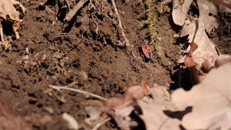 close up shot of a fire bug trying to crawl up a dirty heap but falling down