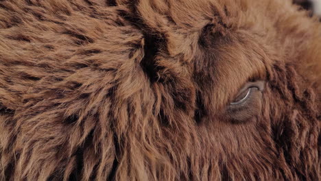 close-up of a brown animal's fur and eye