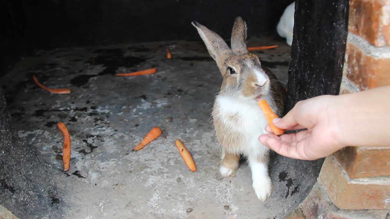 초콜릿 토끼에게 당근을 먹이는 젊은 여성의 손