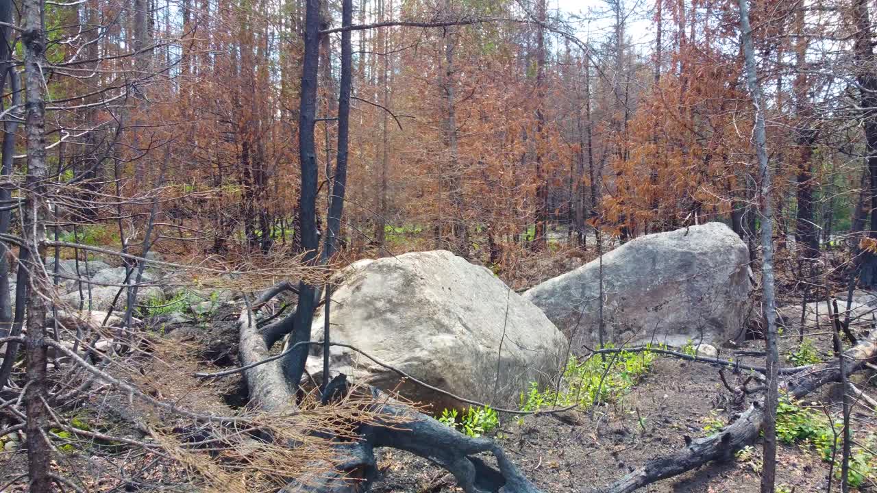 rodando hacia dos grandes rocas del tamaño de un coche en el bosque