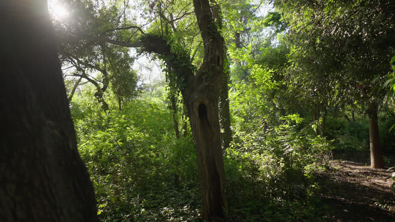 Darkened forest interior with streaks of sunlight across trunks and hanging branches