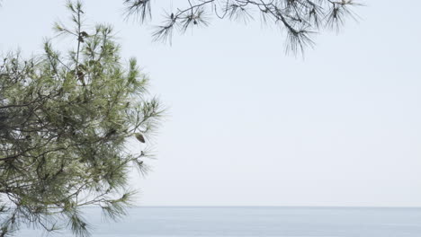 pine tree with seascape, still shot, for background, lots of copy space