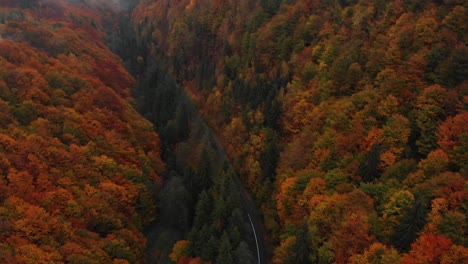 Incline-Hacia-Arriba-La-Antena-De-Un-Camino-Forestal-Con-Colores-Otoñales-Naranjas,-Revele-La-Toma