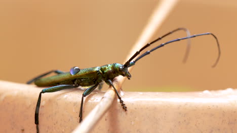 fotografía macro de un escarabajo almizclado salvaje con antena larga durante un día soleado al aire libre