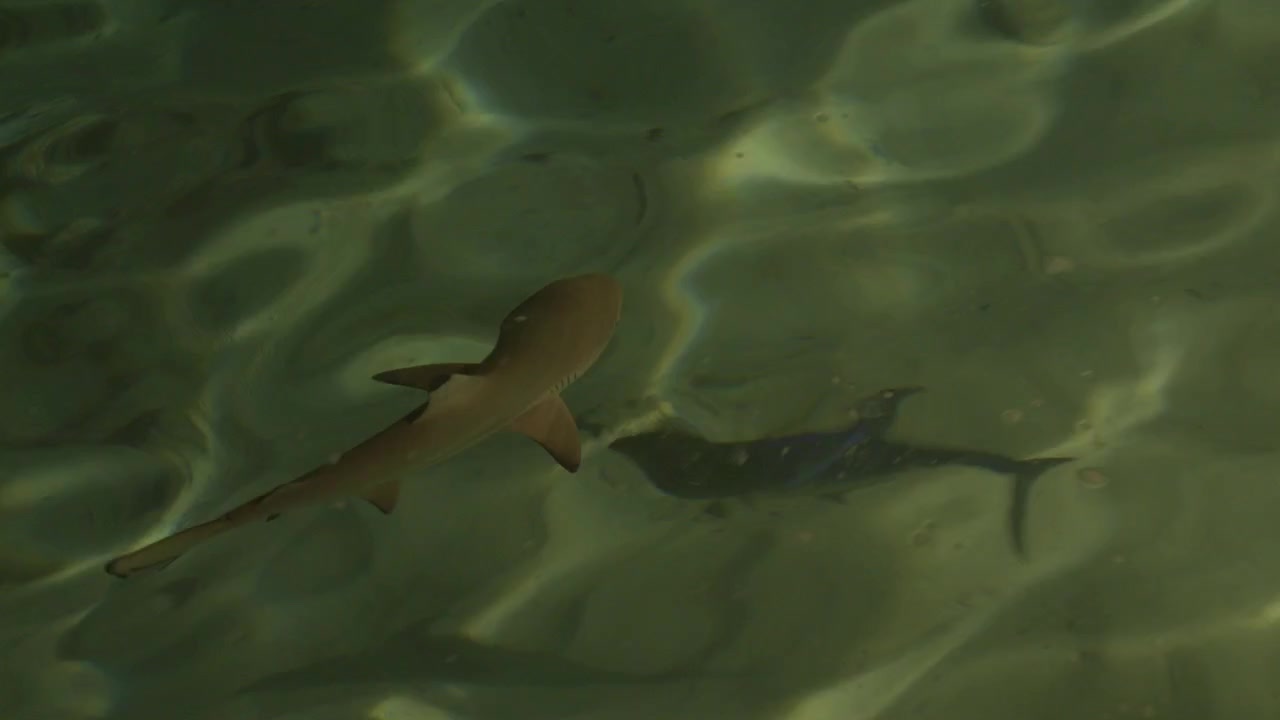 Overhead view of a blacktip reef shark gliding through tropical shallows in the Maldives, with rippling water patterns and passing reef fish.