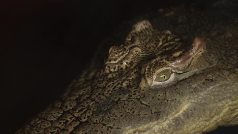 cocodrilo del nilo de cerca en el agua