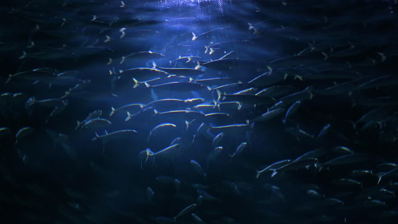 Explore the diverse fish species at Oceanografic's marine gallery, located in Valencia's City of Arts and Sciences, Spain. With over 500 species, it’s Europe’s largest oceanographic park.
