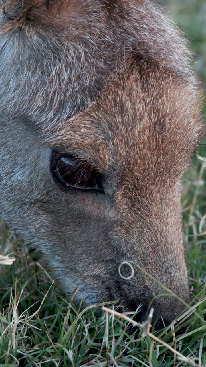 Primo piano video di un canguro grigio orientale che mangia erba con luce naturale, con telecamera stabile e illuminazione esterna morbida e uniforme in un habitat erboso.