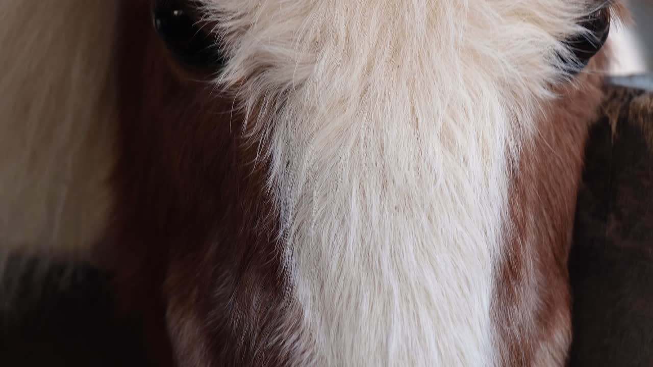Closeup of a brown horse head with long hair