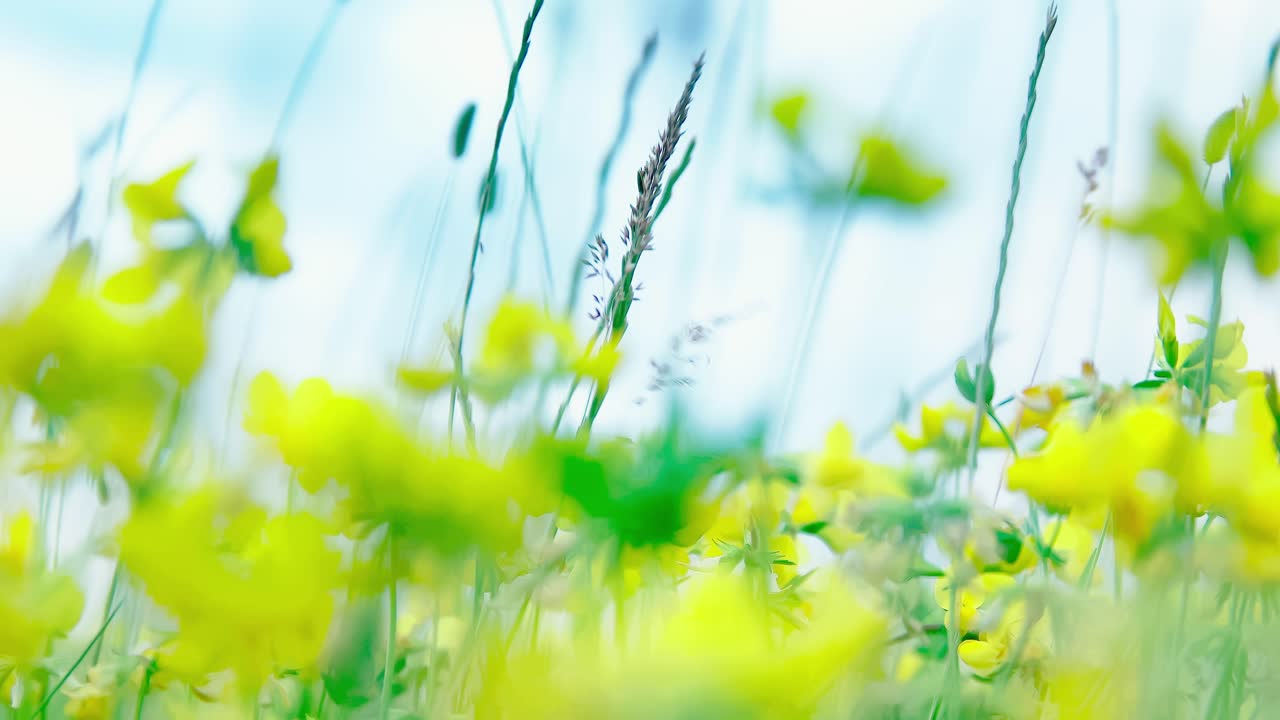 Flowers, Nature Scene With White, Green, Yellow Blowing flowers Sunset in a bright day
