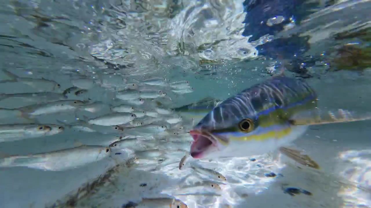 Pesce arcobaleno che caccia piccoli pesci sott'acqua nell'oceano