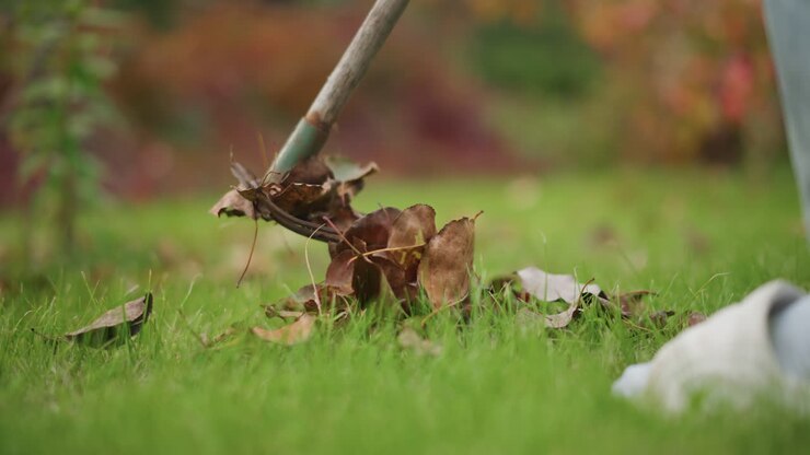 Lowangle closeup raked leaves on grass, home gardener lifting dry brown leaves with metal rake, denim jeans and white sneakers visible, soft bokeh background, warm autumn light, calm domestic chore