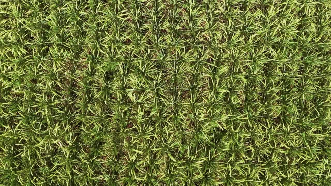 zoom out toma de un campo de arroz con cosecha madura