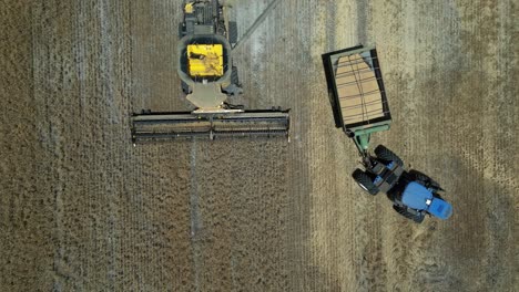 Top-aerial-view-over-the-harvesting-tractor-and-transporter-at-work-in-a-wheat-field