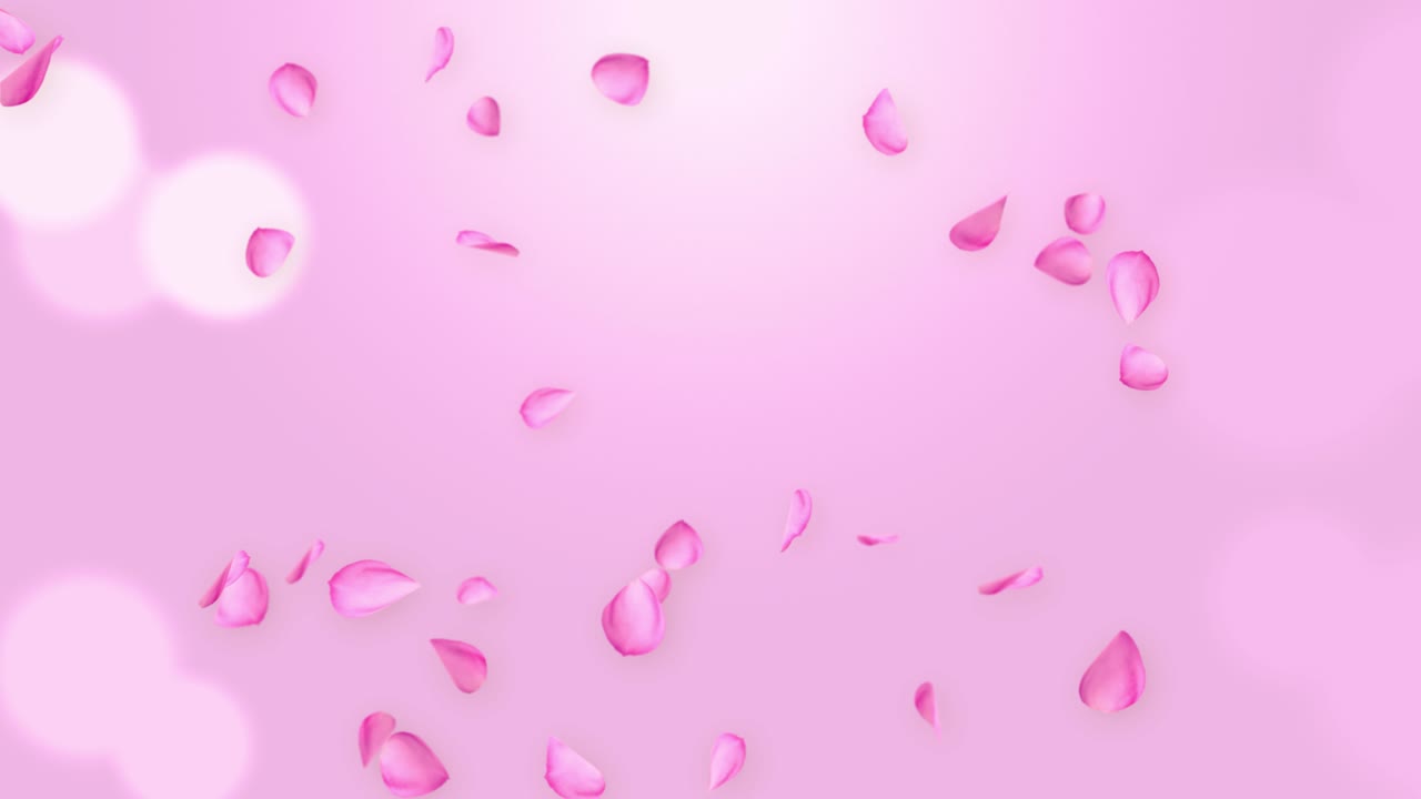 고 회전하는 분홍색 장미 꽃잎이 꽃을 피우고 봄 루프 애니메이션 녹색 화면.
