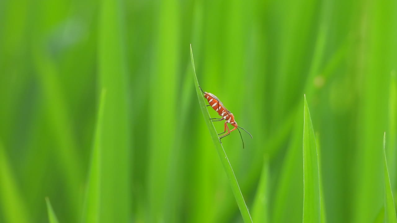 Wasp relaxing on green rice grass
