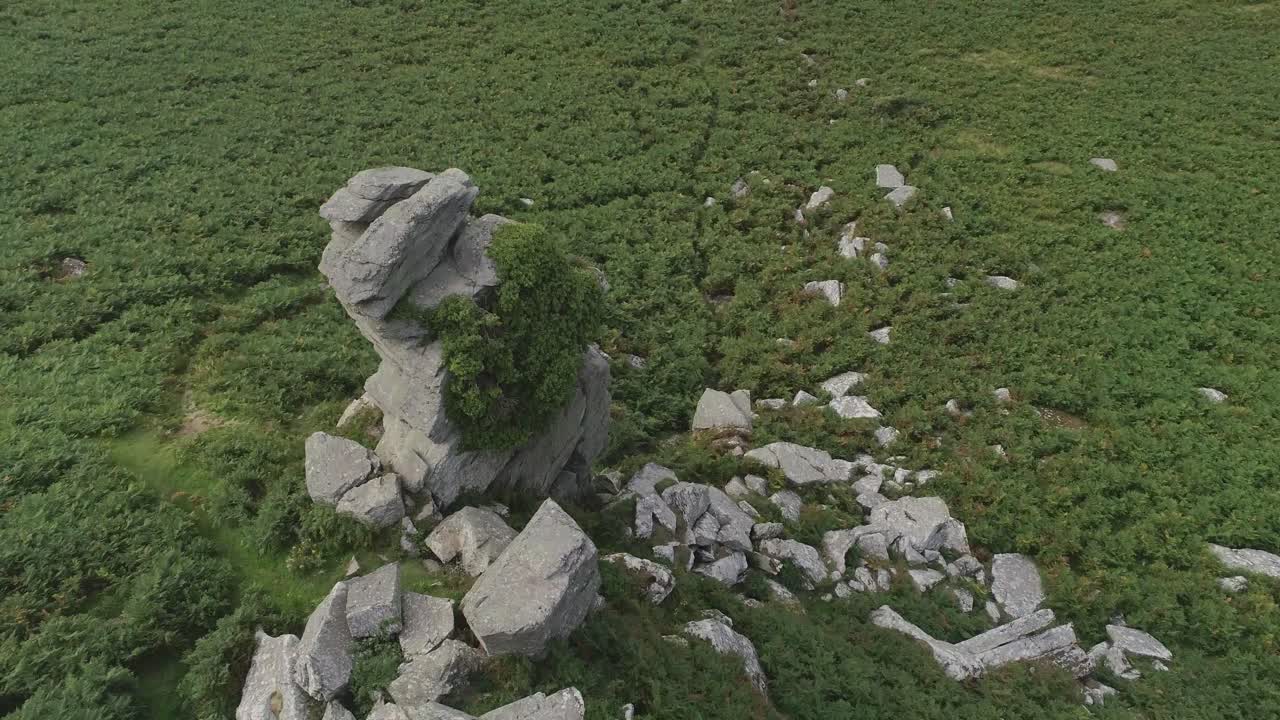 Overgrown landscape with rocks