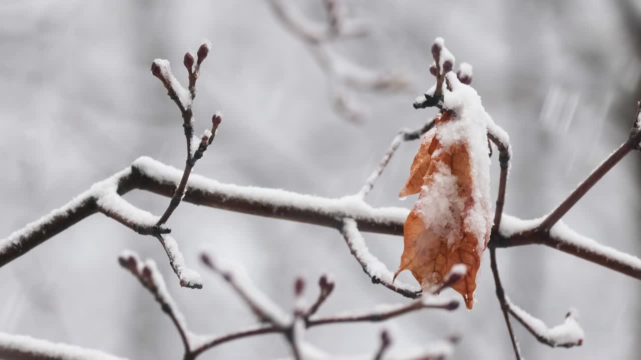 폭설의 배경에 나뭇가지입니다. 겨울 풍경 아래로 떨어지는 눈 조각.