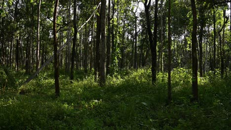 Bäume-Werfen-Schatten-Im-Wald