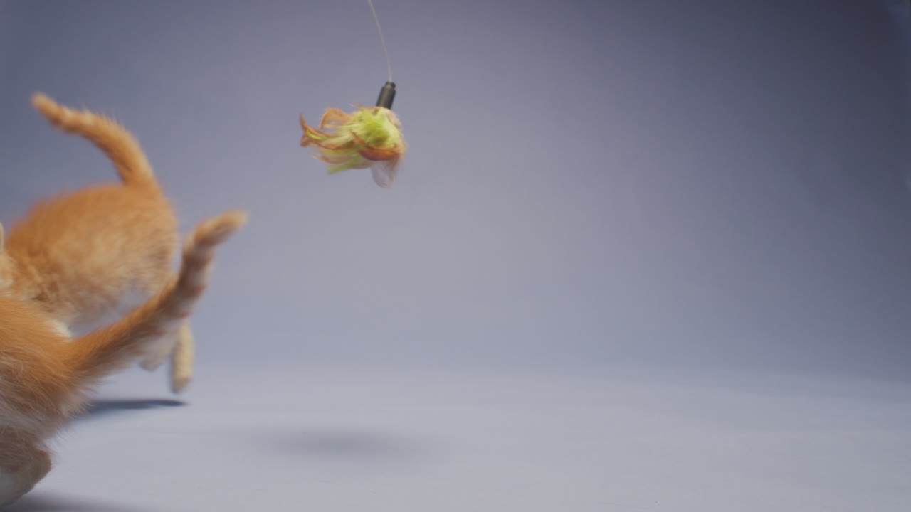 Adorable orange kitten playing with feather toy in slow motion against a blue background