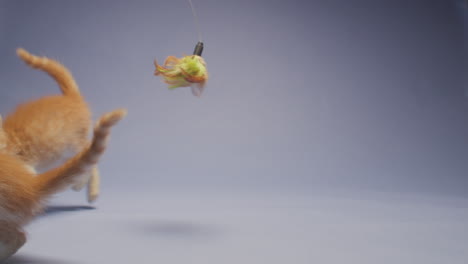 adorable orange kitten playing with feather toy in slow motion against a blue background