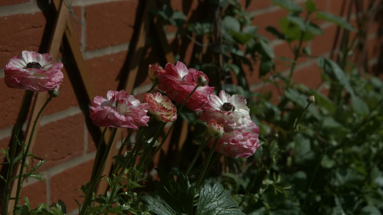 바람에 사랑스러운 밝은 분홍색 모란 꽃