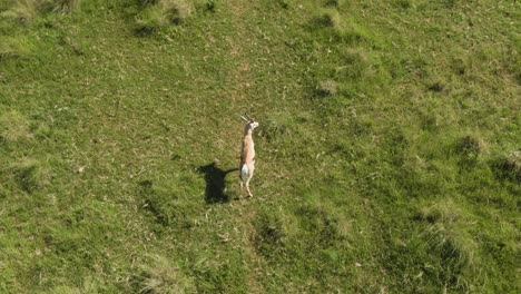 Drone-Vista-Aérea-De-Pájaros-Vista-De-Un-Antílope-Springbok-Ram-En-El-Medio-Silvestre