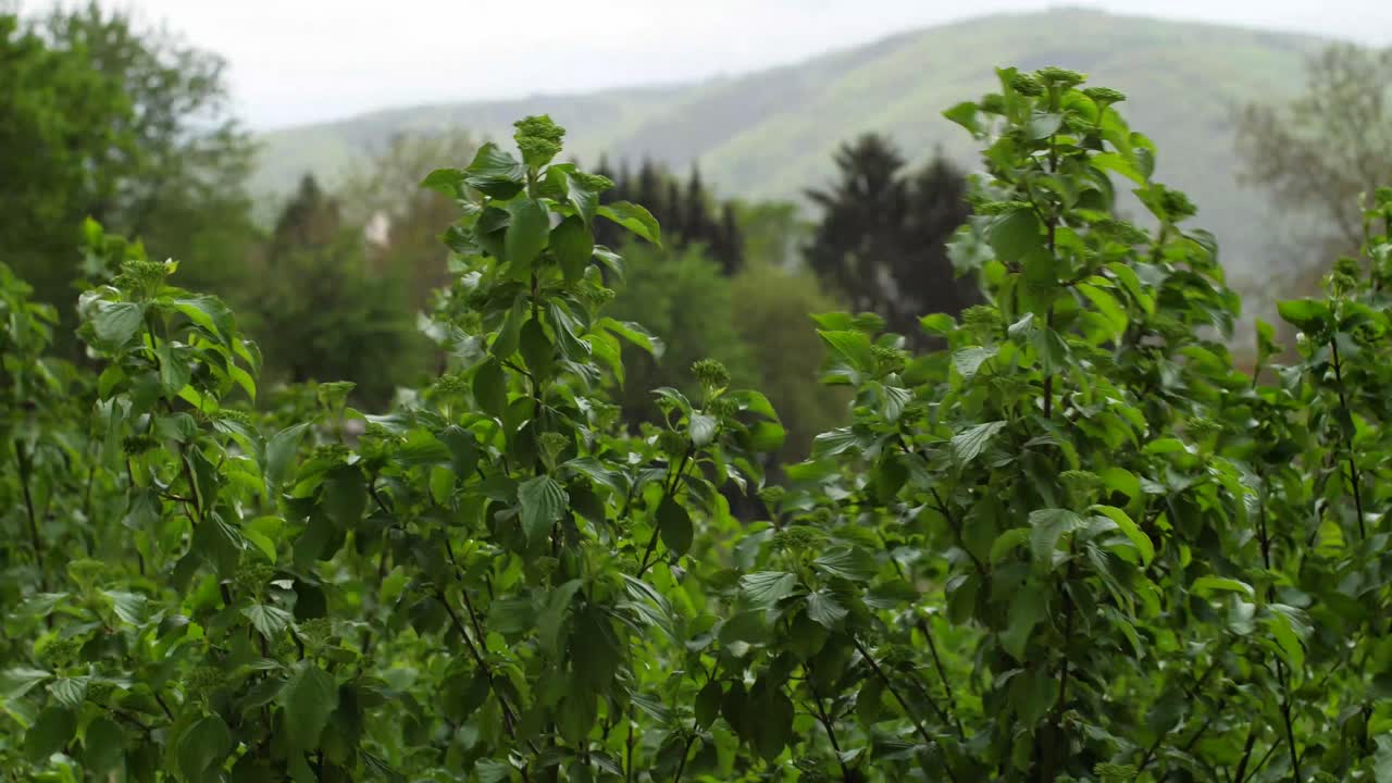 pelucas de arbusto grande de hoja verde que soplan en clima de viento de tormenta