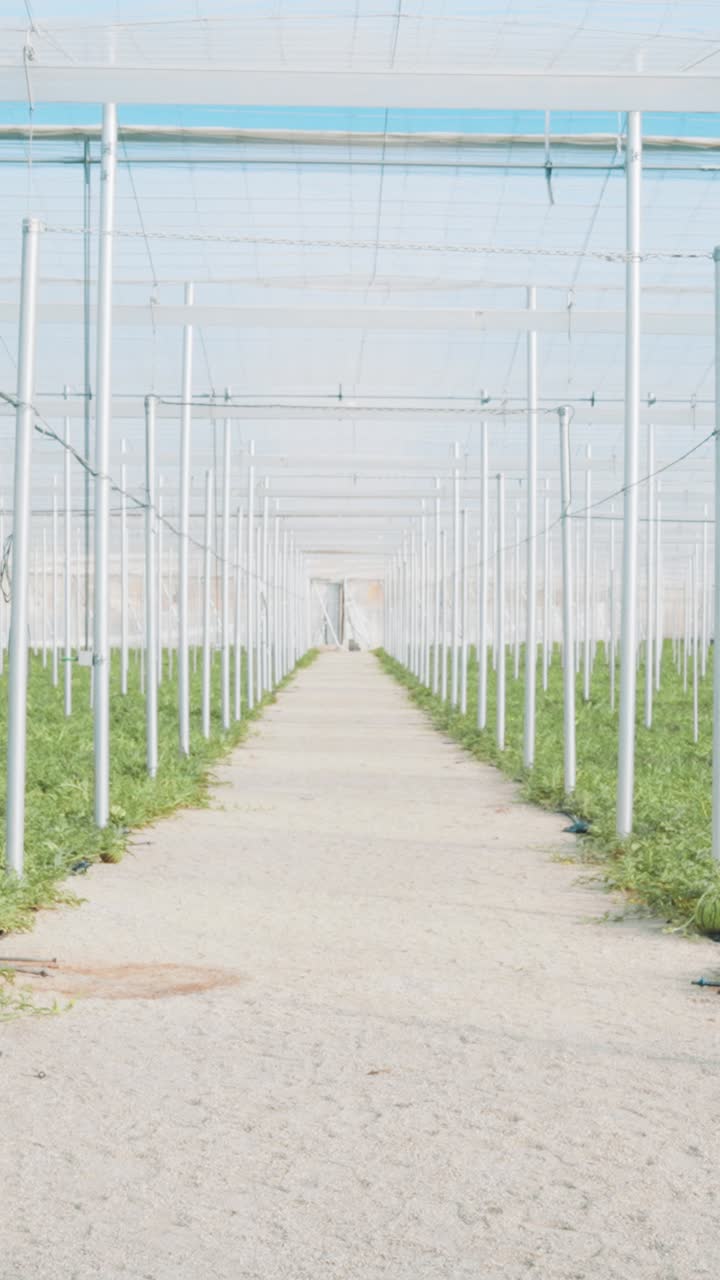 Watermelon plants growing in greenhouse rows