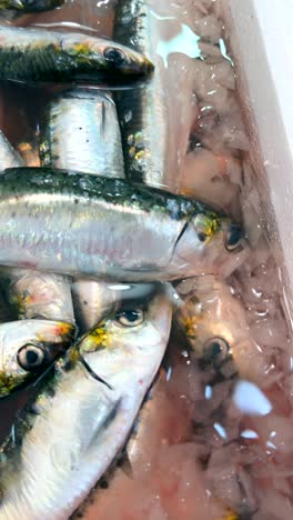 fresh sardines displayed at a market